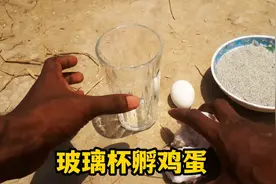 玻璃杯孵小鸡，原来这么简单，手把手教你怎么做视频封面