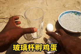 玻璃杯孵小鸡，原来这么简单，手把手教你怎么做视频封面