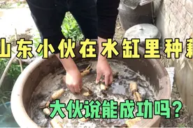 山东小伙在水缸里种藕，能成功吗？视频封面