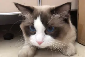 要么说猫是液体动物，这么窄的缝隙也能进去，还能自己爬出来