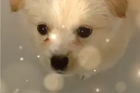 我家狗仔叫呆呆视频封面
