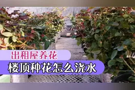 出租屋养花，楼顶种花该怎么浇水施肥？看完了才知道视频封面