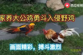 家养大公鸡勇斗入侵野鸡视频封面
