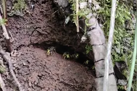 全世界最小的马蜂品种，也是最勤快的马蜂：小青米！