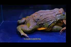 青蛙大战蟾蜍视频封面