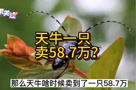 据说天牛品种中最贵的是鹿角天牛，它的价格高达58万元一只