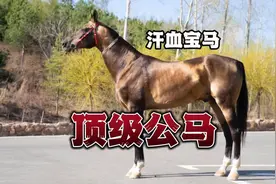 带你认识我国境内的名贵汗血种公马…视频封面