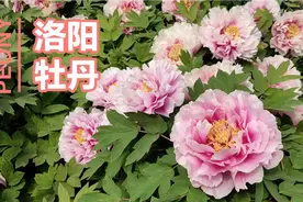 看过才明白为什么牡丹是国花视频封面