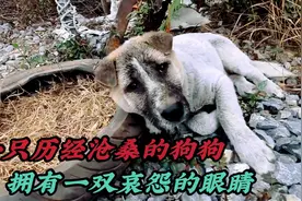 一只忧郁的狗狗，可怜巴巴的望着小哥，楚楚可怜的样子真让人心疼视频封面