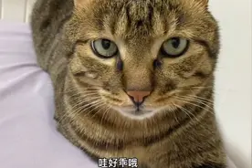 全程高冷咕噜咕噜，小猫咪的呼噜声太治愈了视频封面