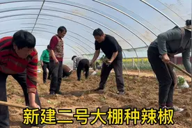 大脸致力发展农业，新建二号菜棚种辣椒，500颗苗刨坑浇水，充实视频封面