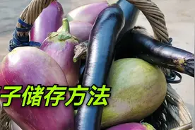 吃不完的茄子这样保存，不放盐不用晒，放一年都不坏！视频封面