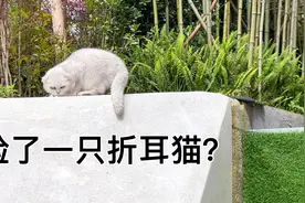 捡了一只折耳猫，还好脖子上有项圈，可主人的回答却让我大吃一惊视频封面