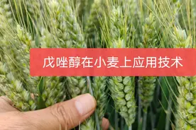 戊唑醇是小麦防病增产的法宝，如何使用更高效？记住4个配方就行视频封面