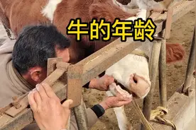 看牙龄看牛角和看形态，三种方法识别牛的年龄，收藏备用视频封面