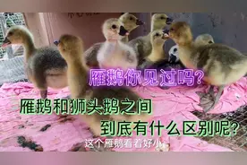你知道雁鹅和狮头鹅有什么区别吗？进来看看，小伙告诉你答案