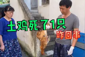 养了4个月的土鸡死了1只，老爸舍不得扔要烧出来吃，这次亏大了视频封面