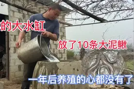 这样的大水缸，放了10条大泥鳅，养殖一年后心都凉了视频封面