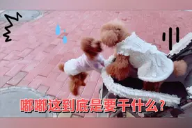 每次嘟嘟都提前下车，嗷嗷的冲着艾米叫，你们说到底啥意思？