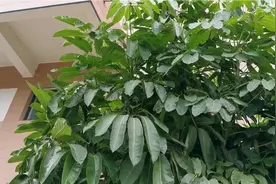 鸭掌木每小时能把甲醛浓度降低大约9毫克，盆栽路植都茂盛视频封面