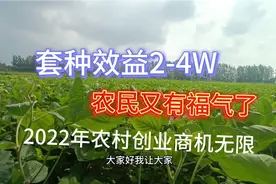 真正的农村商机来了，真正的套种方法技术，亩利润2-4W视频封面