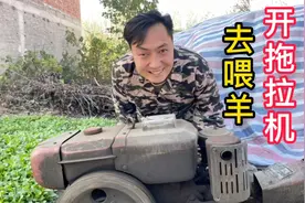 第一次见喂3只羊要开着拖拉机去是不是很屌丝，这就是我的日常生视频封面