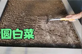 房顶菜园种圆白菜，这个种法简单，苗出的快，出的齐，进来看看吧视频封面