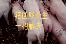 猪场得了回肠炎应该如何治疗，兽医教你一招解决，养猪人值得收藏视频封面