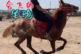 人善被人欺马善被人骑，这两匹马老实温顺的任谁都可以骑，真听话视频封面