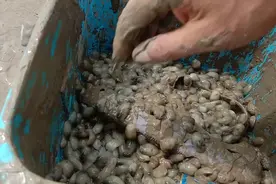 我抓泥螺是这样的，网没人家的方便视频封面