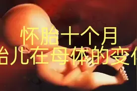 胎儿在母体十个月的变化视频封面