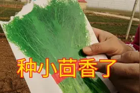 春季小茴香开始种植了，种植方法有讲究，可以一茬一茬割着吃