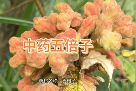 中药五倍子的作用与功效。性味归经。@北方名医 中药，中草药。视频封面