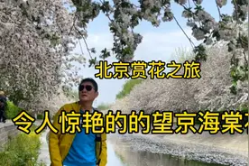 北京赏花之旅～令人惊艳的望京海棠花溪视频封面