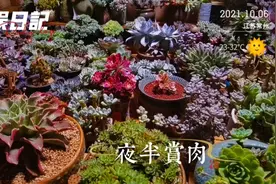 失眠的小伙伴别躺在床上数羊了！大半夜跟我一起去园子里赏肉吧！视频封面