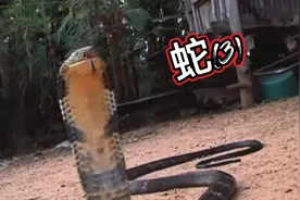 关于日本和泰国吃蛇的那些事！！！视频封面