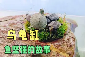 龟缸里的鱼坚强，喂龟的小鱼存活下来了，半年来长的比乌龟都长了视频封面