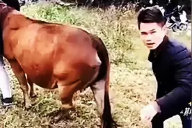 教大家怎么吹牛逼😂视频封面