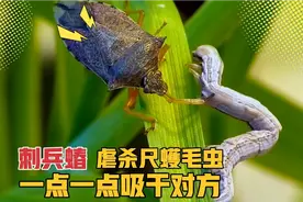 刺蝽虐杀尺蠖毛虫，一点一点的吸干对方，死亡过程极其痛苦视频封面