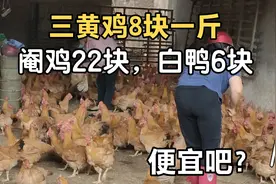三黄鸡8块一斤，阉鸡22块，白鸭6块，玉林禽畜市场的鸡鸭便宜吧？视频封面