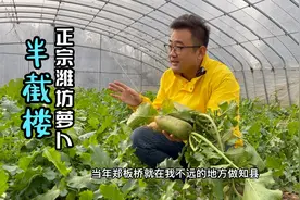 正宗的潍坊萝卜就在这里，当年郑板桥送钦差大人的大萝卜就在此视频封面