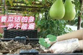 秋季能种的两种瓜，用农家肥种，长的好，结瓜更多视频封面