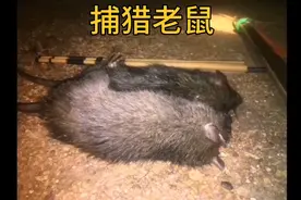 越南小哥利用奇葩引诱方法进行捕猎老鼠。视频封面
