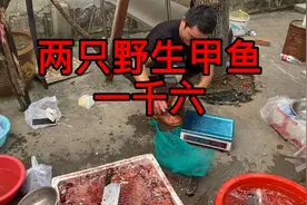 没想到野生甲鱼那么值钱视频封面