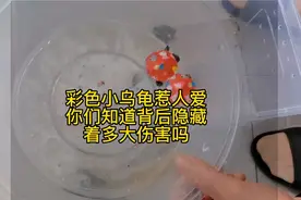 无意间刷到小彩龟长大的样子，感觉好残忍，现在真的太多无良商家视频封面