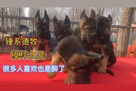 德国牧羊犬被改良杂交，模样太夸张太丑，这样的狗不知道你喜欢吗