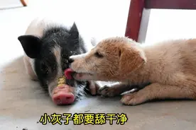 跨越物种的友谊：一只猪和狗子们的故事，太感人！视频封面