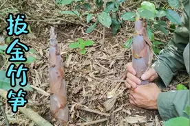 山里的金竹笋又长出来了，大叔不一会功夫就拔了一大堆，真过瘾视频封面