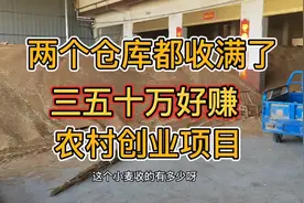 在农村收粮食两个月时间能赚三十万你敢相信吗？小麦堆积如山视频封面