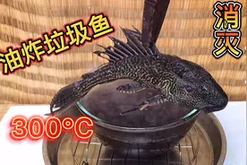 油炸垃圾鱼又名清道夫听说这外来入侵者生命力很强油炸后遇水能活视频封面